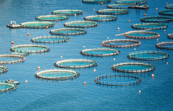 shape