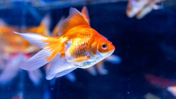 goldfish-swimming-768x513